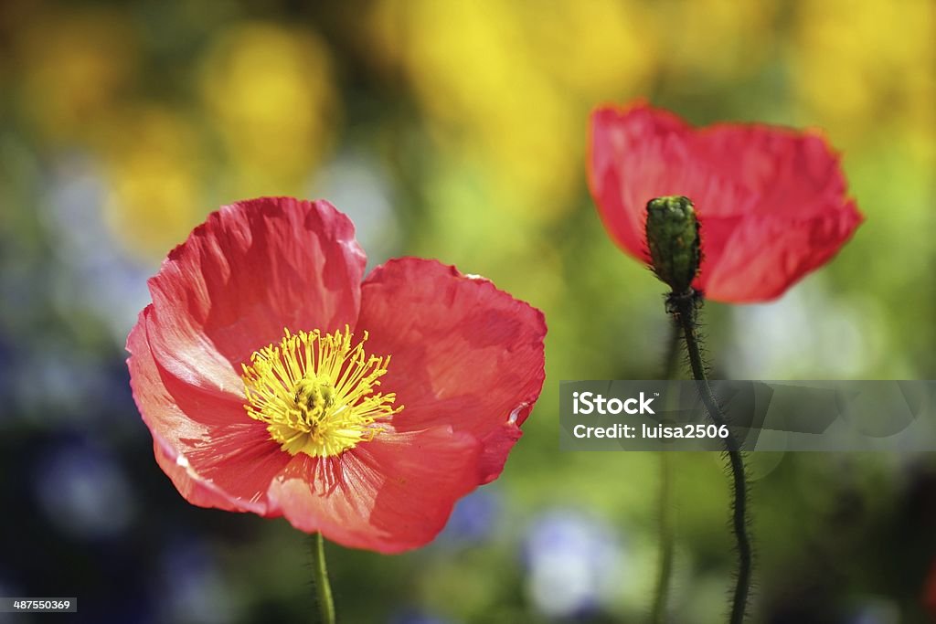 Flor roja - Foto de stock de Flor libre de derechos