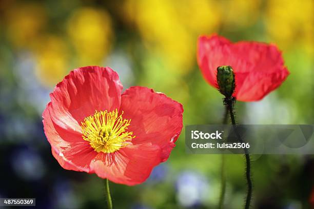 Flor Roja Foto de stock y más banco de imágenes de Flor - Flor, Fotografía - Imágenes, Horizontal