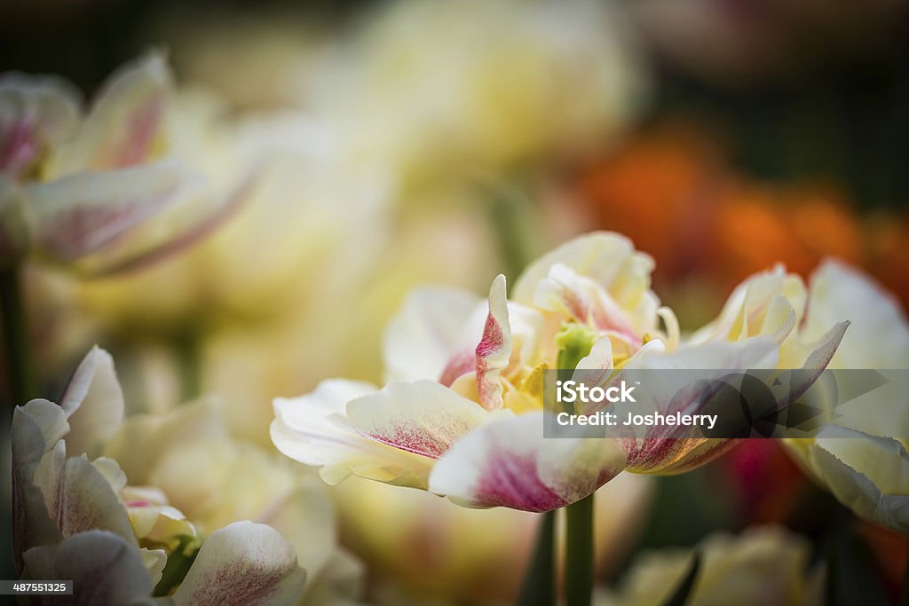 Tulipa passe - Royalty-free Ao Ar Livre Foto de stock