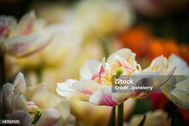 Tulipa Passe - Fotografias de stock e mais imagens de Ao Ar Livre - Ao Ar Livre, Cabeça de Flor, Caule de planta