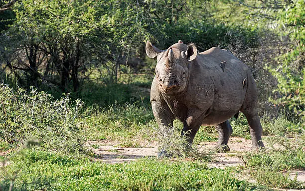 black rhinoceros one of the big five in kruger national park south africa