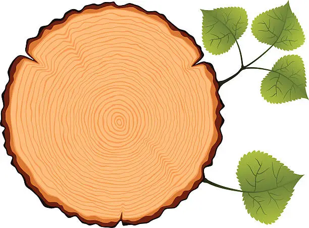 Vector illustration of Birch Tree Cross Section