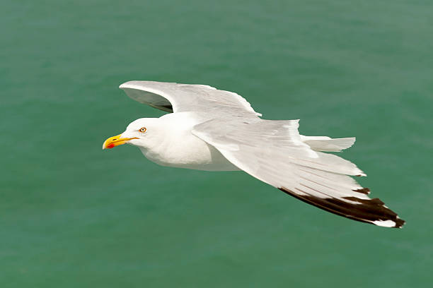 istock following a seagull who is flying next to me 487553006