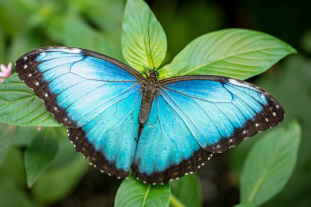 xxxl: голубой морфида-morpho peleides - rainforest macro horizontal close up стоковые фото и изображения