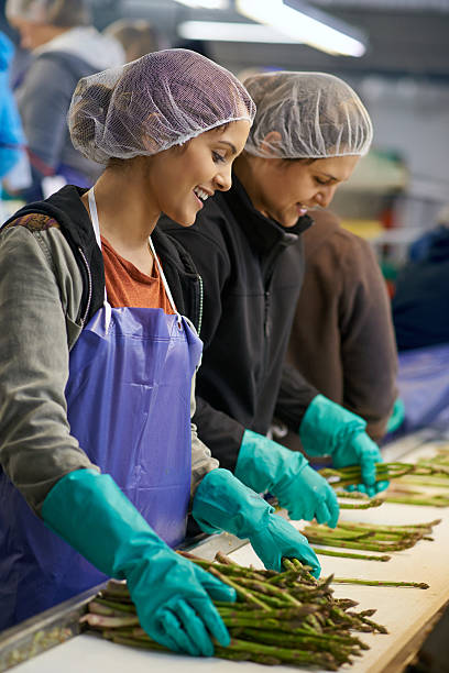 Sorting through the latest crop Shot of women working in an asparagus processing planthttp://195.154.178.81/DATA/i_collage/pu/shoots/805486.jpg vegetable factory stock pictures, royalty-free photos & images