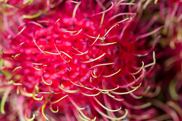 istock Tropical Fruits Rambutan 487553492