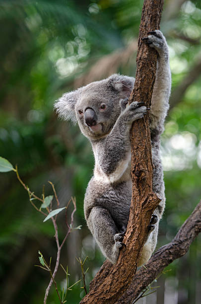 Koala Koala cairns australia stock pictures, royalty-free photos & images