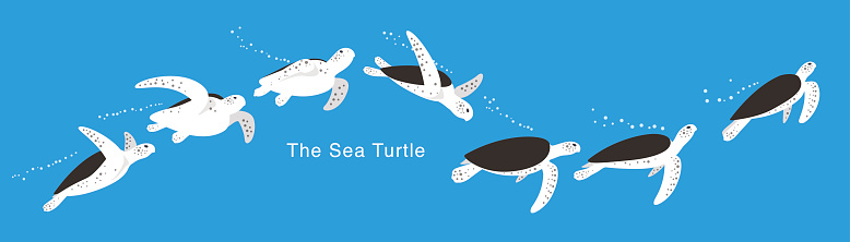 Many Sea Turtle swimming in the sea,  vector