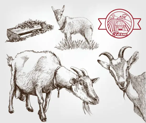 Vector illustration of goat breeding