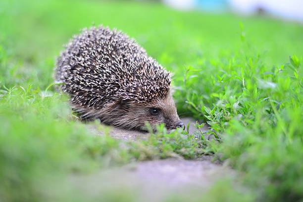 istock Young hedgehog in natural habitat 487556624