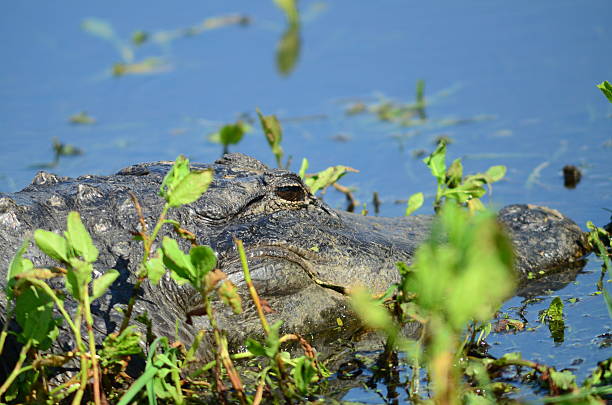 istock Alligator head partially hidden in vegetation 487557296