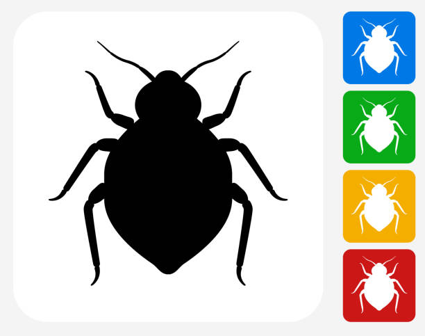 Bedbug Icon Flat Graphic Design vector art illustration