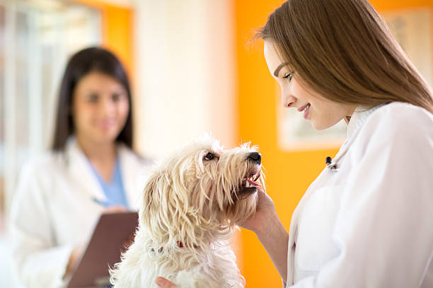 istock Veterinarian comforting beautiful Maltese dog 487562544