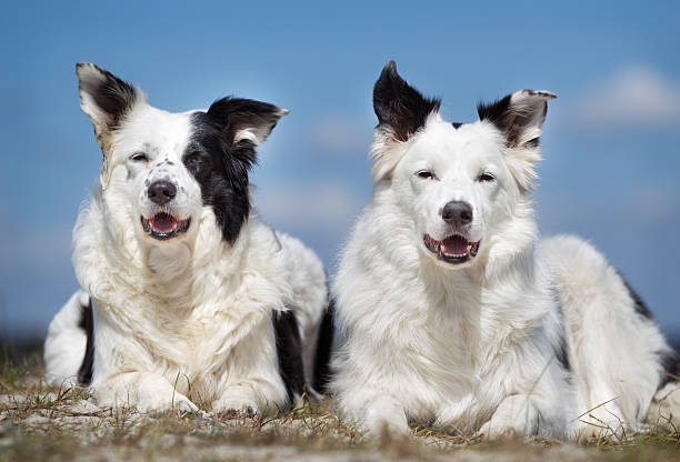 istock Two border collie dogs outdoors in nature 487563274