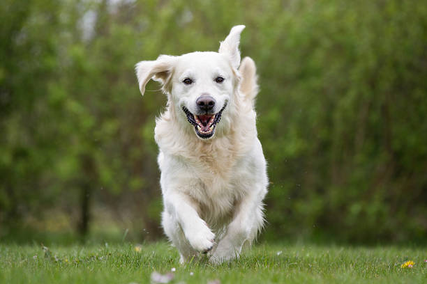 istock Golden Retriever dog running outdoors in nature 487563288