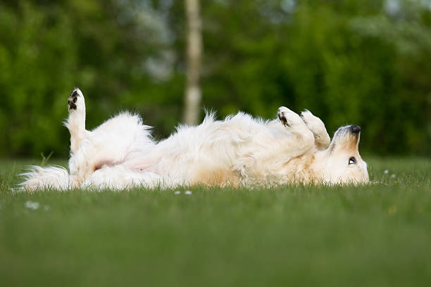 hund draußen in der natur - auf dem rücken liegen stock-fotos und bilder