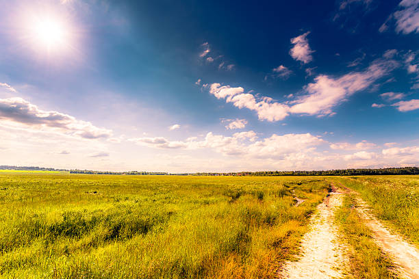 istock Rural road running through a field in the forest 487563548