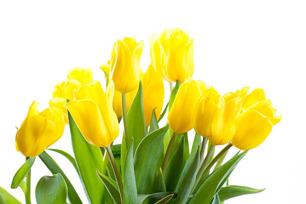 istock bouquet of tulips on a white background 487563728