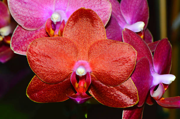 istock Phalaenopsis Ching Rueys Blood red Sun 487563918