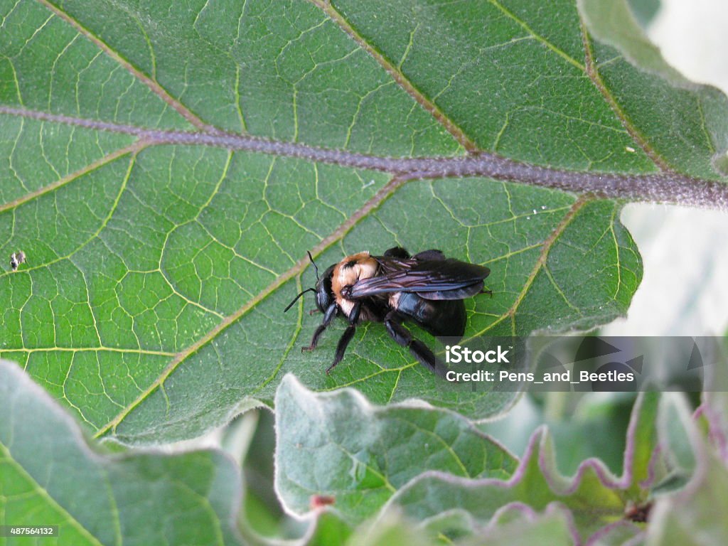 Abeille menuisière - Photo de 2015 libre de droits