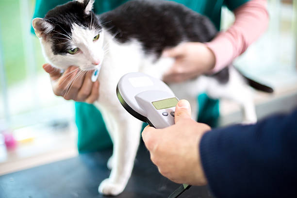 identificar cat con dispositivo de microchip - chip fotografías e imágenes de stock