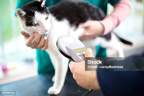 Identificar Cat Con Dispositivo De Microchip Foto de stock y más banco de imágenes de Chip - Componente de ordenador - Chip - Componente de ordenador, Gato doméstico, Mascota