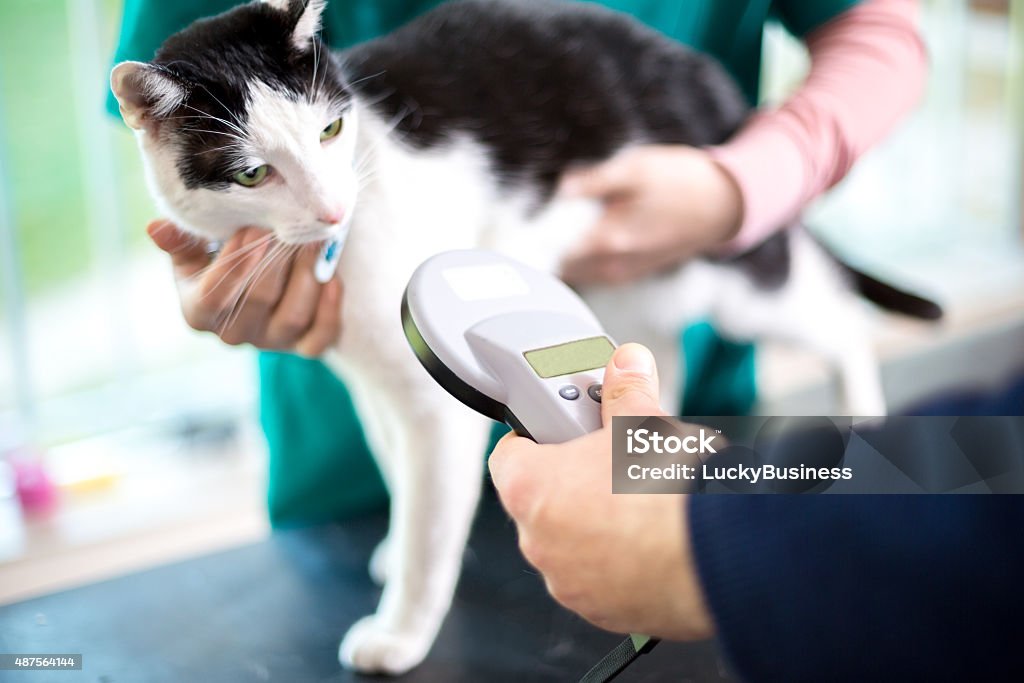Identifying cat with microchip device - Royalty-free Computerchip Stockfoto