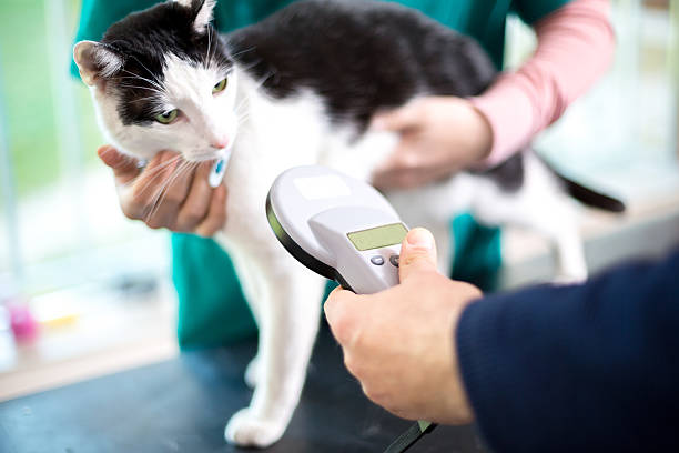 Identifying cat with microchip device Veterinarian identify cat by microchip implant computer chip stock pictures, royalty-free photos & images