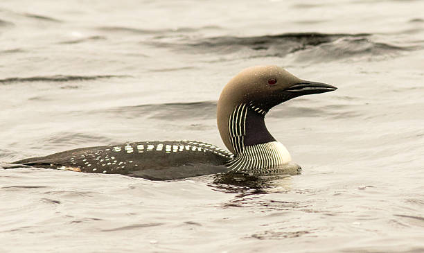 Black Throated Diver Black Throated Diver in breeding plumage arctic loon stock pictures, royalty-free photos & images