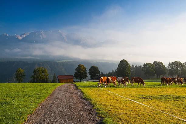 istock On pasture in the morning mist 487564412