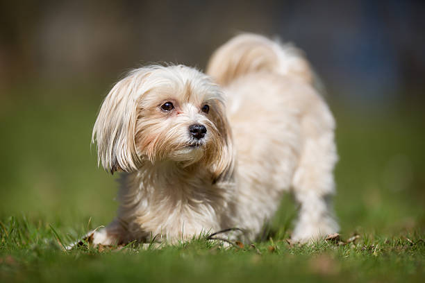 istock Bichon havanais dog outdoors in nature 487565456
