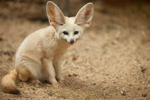 33,871 Desert Animals Cute Stock Photos, Pictures & Royalty-Free Images - iStock 33,871 Desert Animals Cute Stock Photos, Pictures & Royalty-Free Images - iStock