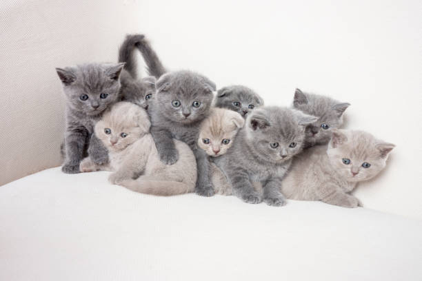 Happy Kitten Family Happy Kitten Family british shorthair cat photos stock pictures, royalty-free photos & images