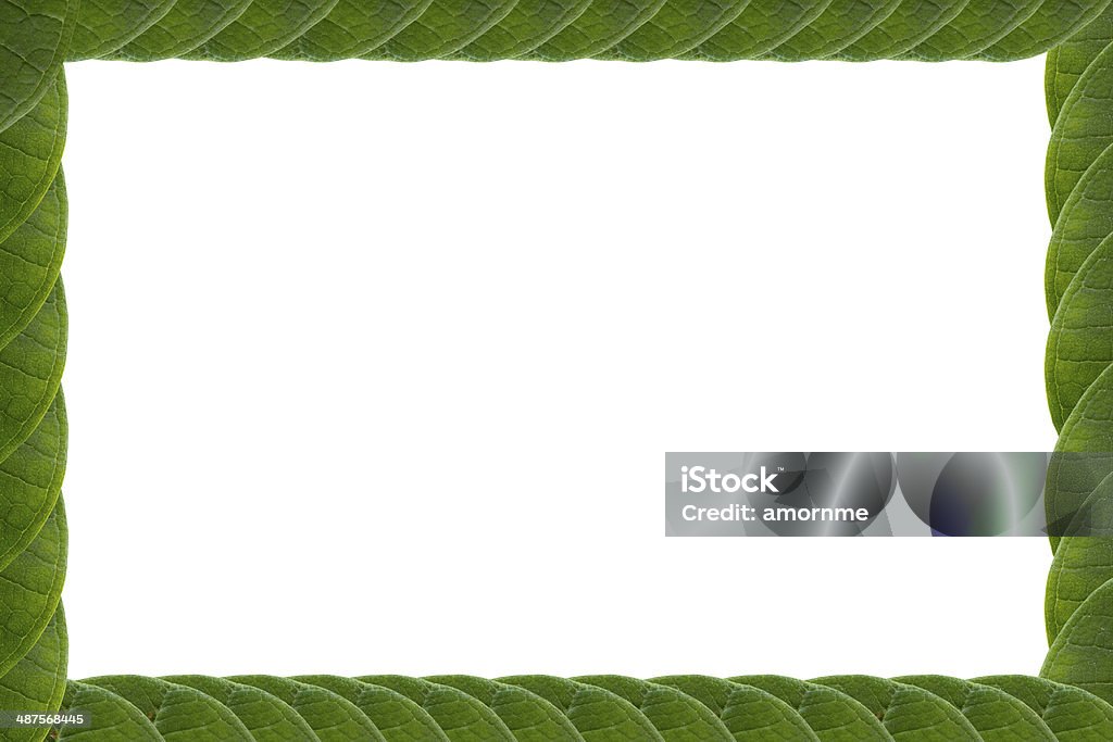 Folhas verdes quadro Isolado no branco plano.#1 - Foto de stock de Botânica - Assunto royalty-free