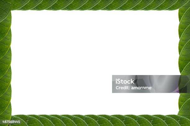 Armação De Folhas Verde Isolado No Branco Fundo1 - Fotografias de stock e mais imagens de Botânica - Ciência de plantas - Botânica - Ciência de plantas, Branco, Caminhada