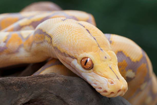 알비노 그물무늬비단뱀 (그레디언트된 단계 - 비단뱀 뉴스 사진 이미지