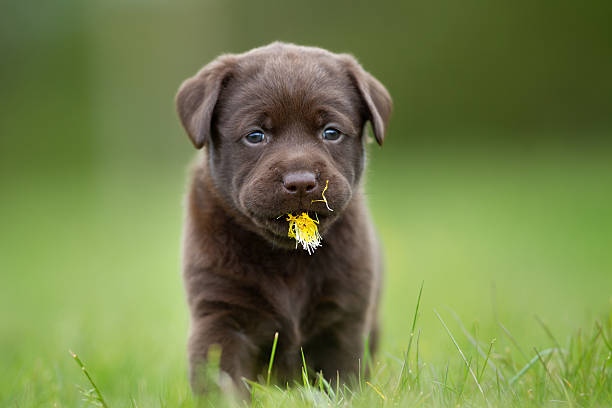 istock Young labrador retriever puppy 487569032