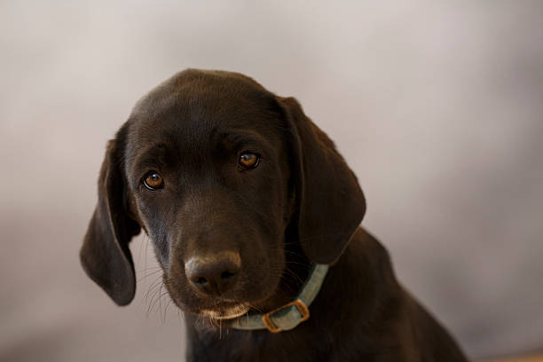istock Dog   Cute mixed breed puppy 487569300