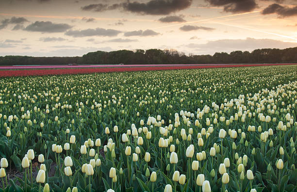 istock field of  tulips at sunset 487569693