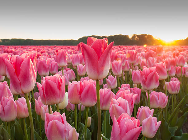 istock field of pink tulips at sundown 487569695