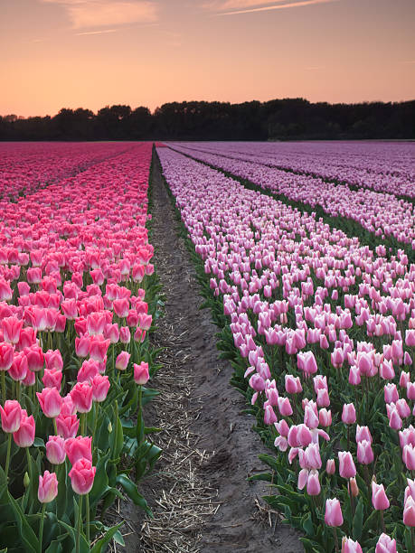 istock rows of pink and  purple tulips at sunset 487569699