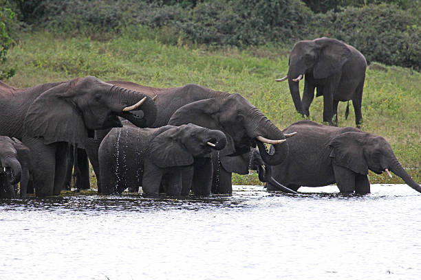 istock Botswana: Herd of Elephants Drinking in Chobe National Park 487570141