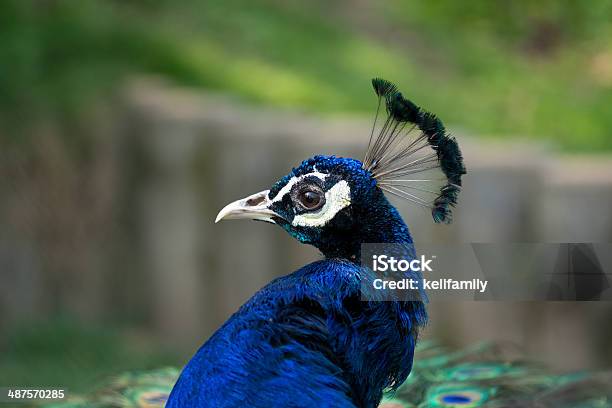 Foto de Pavão e mais fotos de stock de Alto contraste - Alto contraste, Animais Machos, Animal