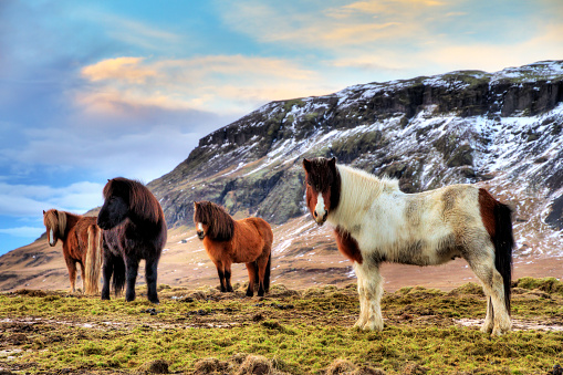 Herd of Icelandic horses in the winter landscape of Iceland, HDR