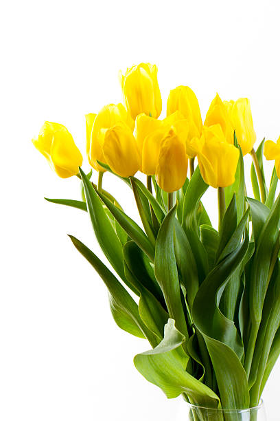istock bouquet of tulips on a white background 487570674