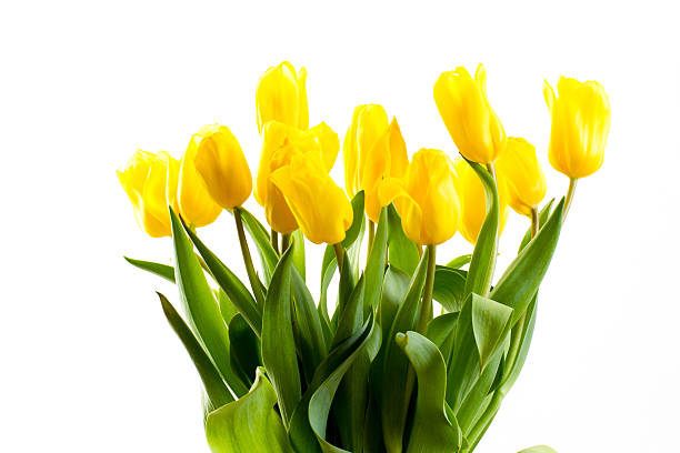 istock bouquet of tulips on a white background 487570676