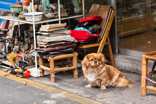 istock Pekingese dog on Dongtai Lu. 487570777