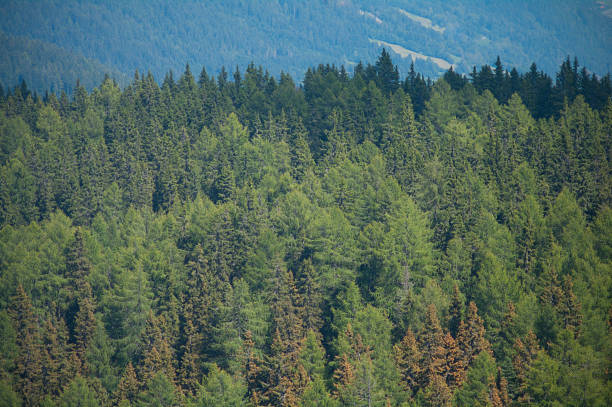 istock View of the forest from Above (Gerlitzen Mount, Austria) 487570973
