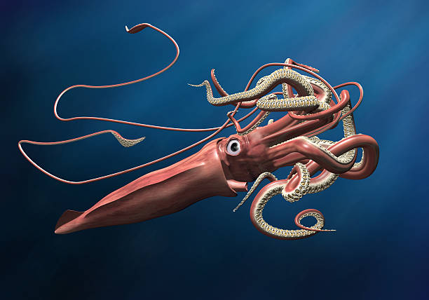 Giant Squid Giant squid lurking in the depths of a deep, dark ocean loligo stock pictures, royalty-free photos & images