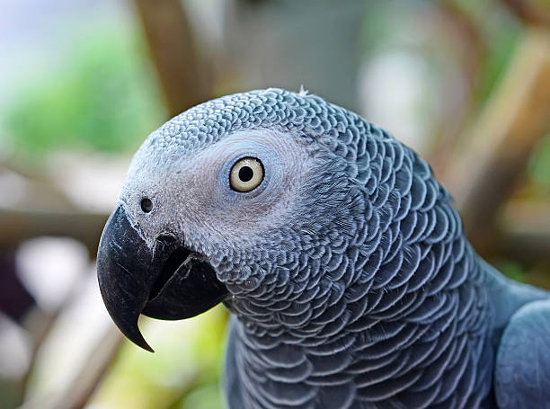 istock African Grey Parrot (Psittacus erithacus) Focus on the details 487571617